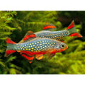 Microrasbora Galaxy (Danio margaritus) 1-2 cm