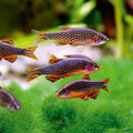 Microrasbora Galaxy (Danio margaritus) 1-2 cm