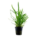 Planta naturala de acvariu, Tropica, Microsorum pteropus Narrow, blister, 20 cm