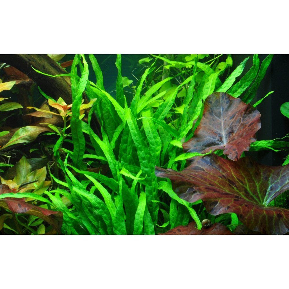 Planta naturala de acvariu, Tropica, Microsorum pteropus Narrow, blister, 20 cm