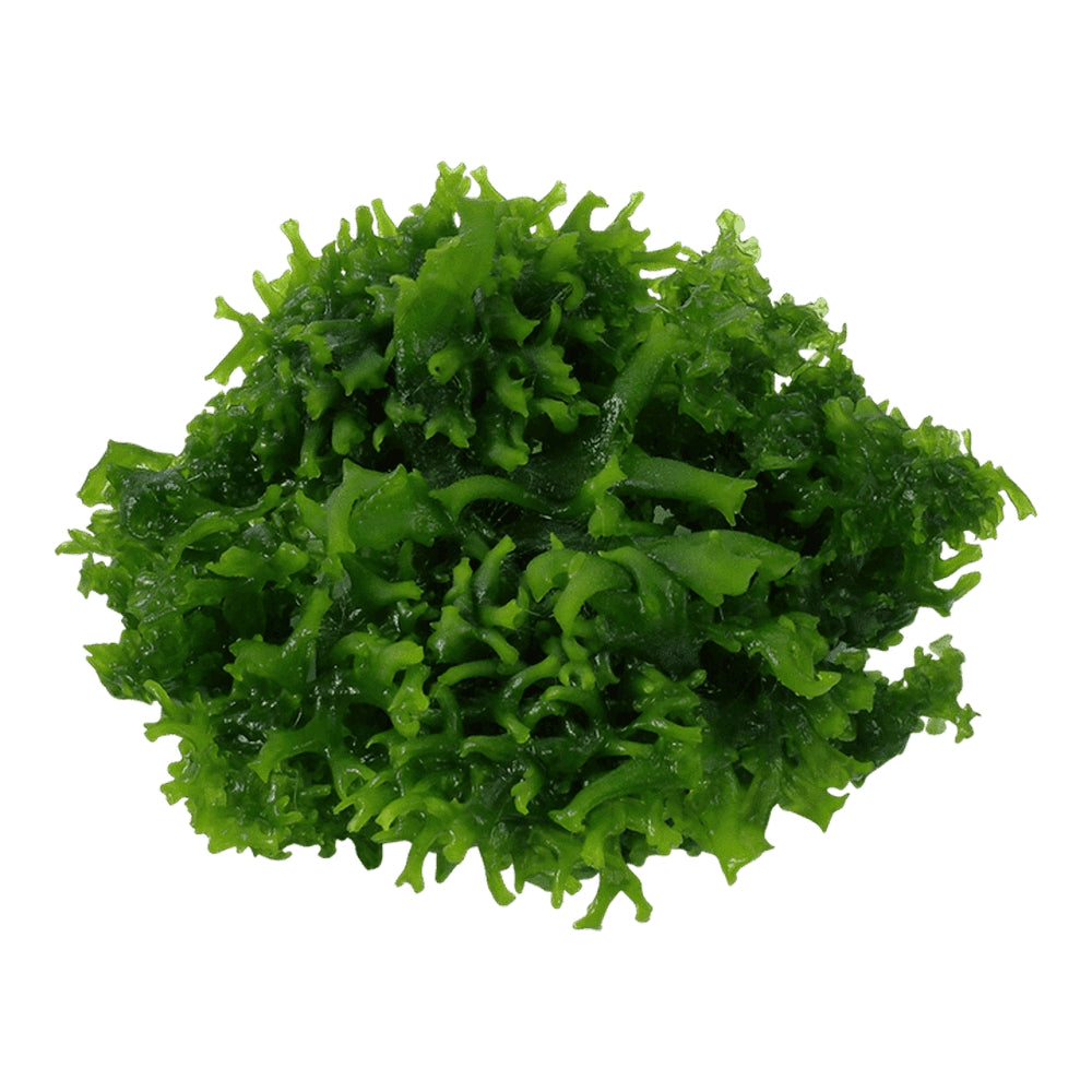 Mușchi pentru acvariu, Tropica, Monosolenium tenerum 1-2-Grow!, 5 cm