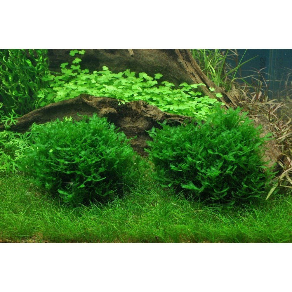 Mușchi pentru acvariu, Tropica, Monosolenium tenerum 1-2-Grow!, 5 cm