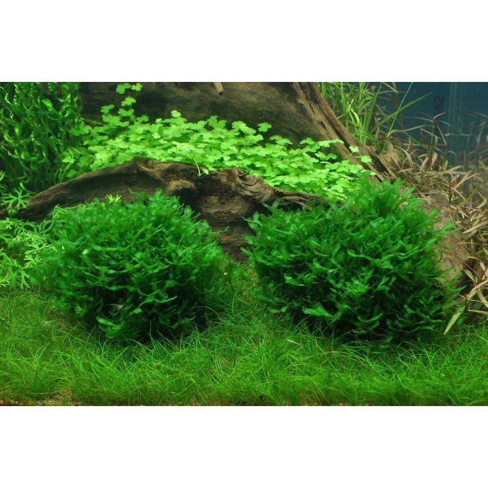 Muschi pentru acvariu, Tropica, Monosolenium tenerum 1-2-Grow!, 5 cm