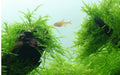 Muschi natural pentru acvariu, Tropica, Taxiphyllum barbieri, 7,5x10 cm