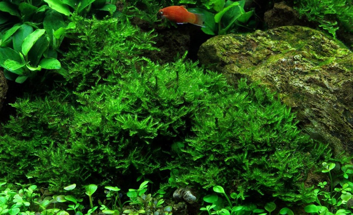 Muschi natural pentru acvariu, Tropica, Vesicularia montagnei 'Christmas', 7,5x10 cm