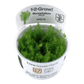 Planta naturala de acvariu, Tropica, Myriophyllum Guyana 1-2-Grow!, 5 cm