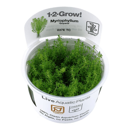 Planta naturala de acvariu, Tropica, Myriophyllum Guyana 1-2-Grow!, 5 cm