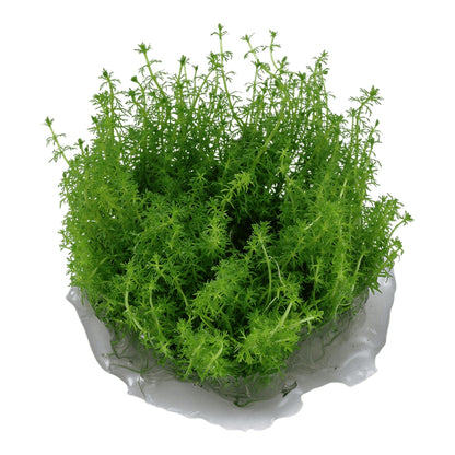 Planta naturala de acvariu, Tropica, Myriophyllum Guyana 1-2-Grow!, 5 cm