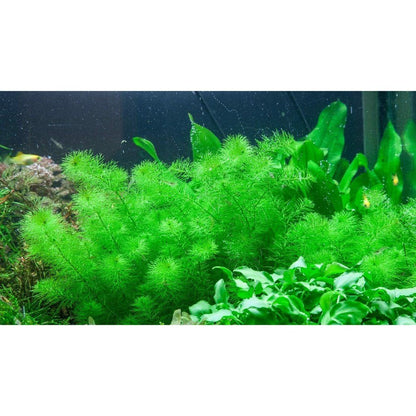 Planta naturala de acvariu, Tropica, Myriophyllum Guyana 1-2-Grow!, 5 cm