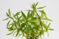 Plantă naturală  de acvariu, Tropica, Ludwigia inclinata Cuba