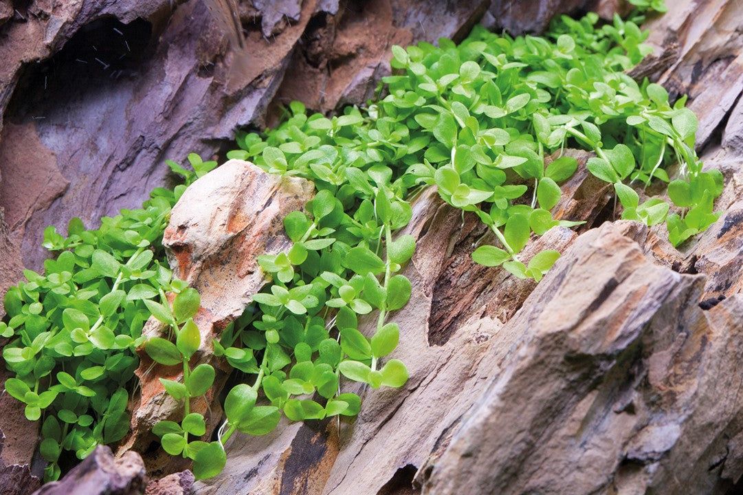 Plantă naturală  de acvariu, Tropica, Micranthemum tweediei 'Monte Carlo'