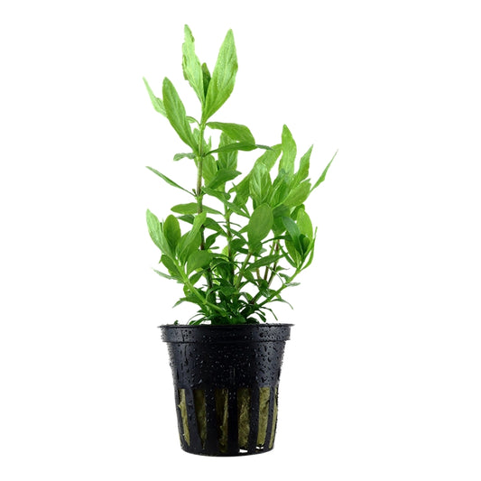 Plantă naturală de acvariu, Tropica, Hygrophila polysperma