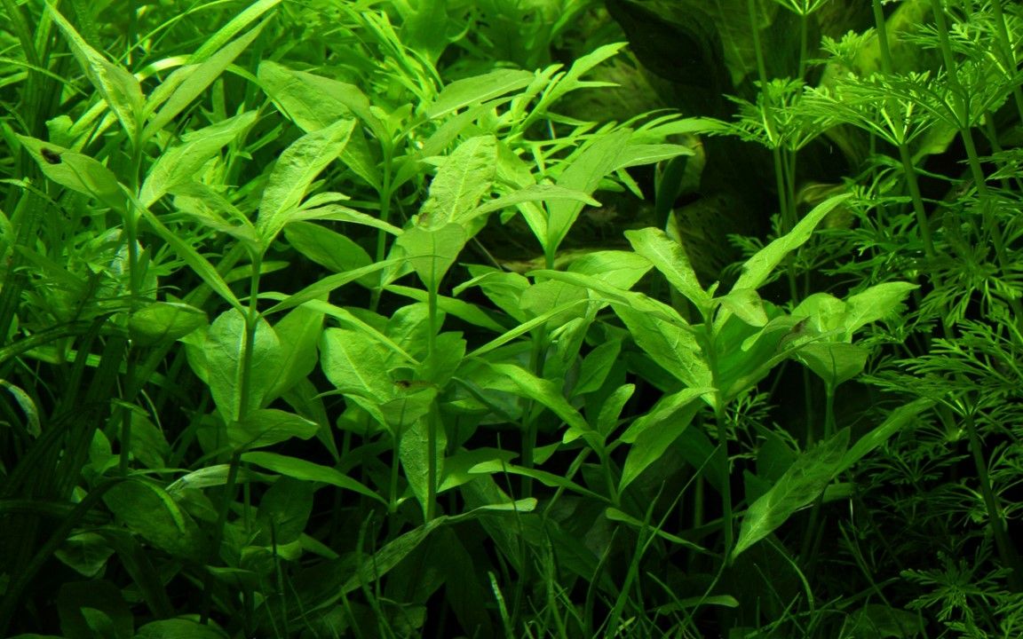 Plantă naturală de acvariu, Tropica, Hygrophila polysperma