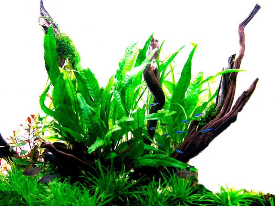 Plantă naturală de acvariu, Tropica, Microsorum pteropus