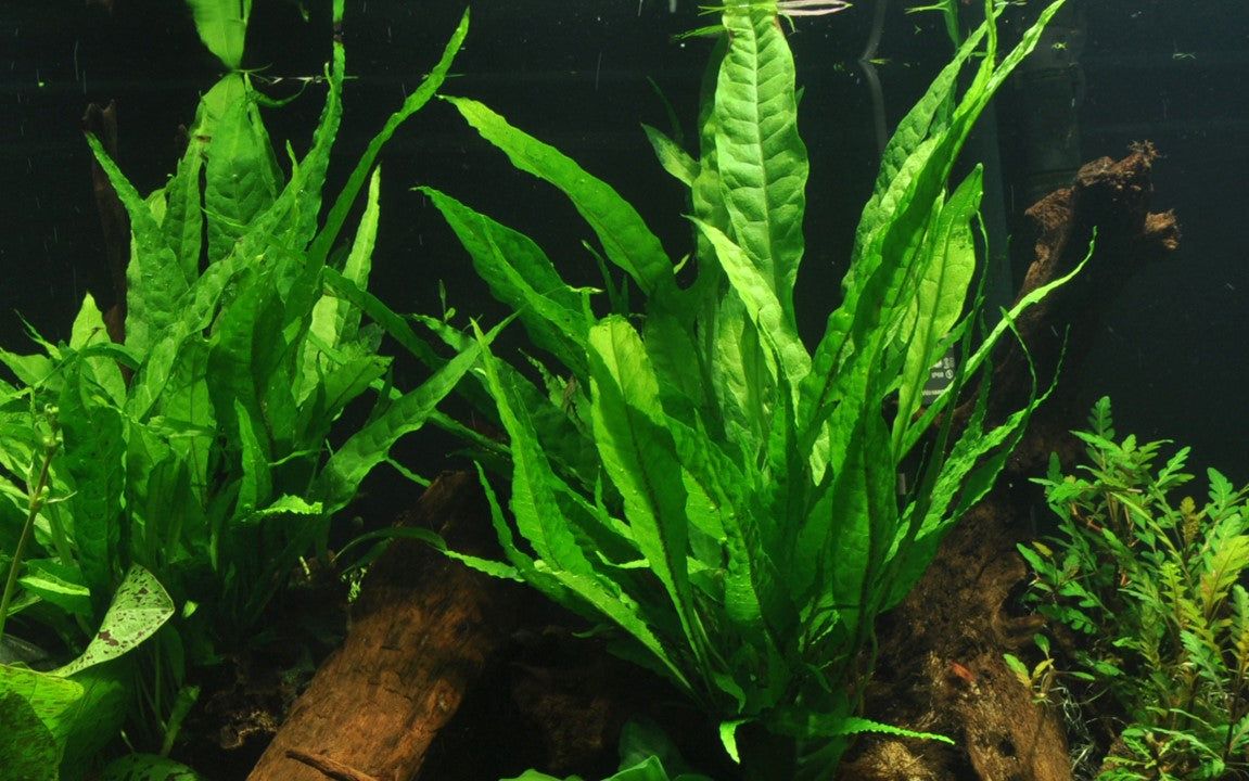 Planta naturala de acvariu, Tropica, Microsorum pteropus