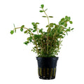 Plantă naturală de acvariu, Tropica, Rotala rotundifolia