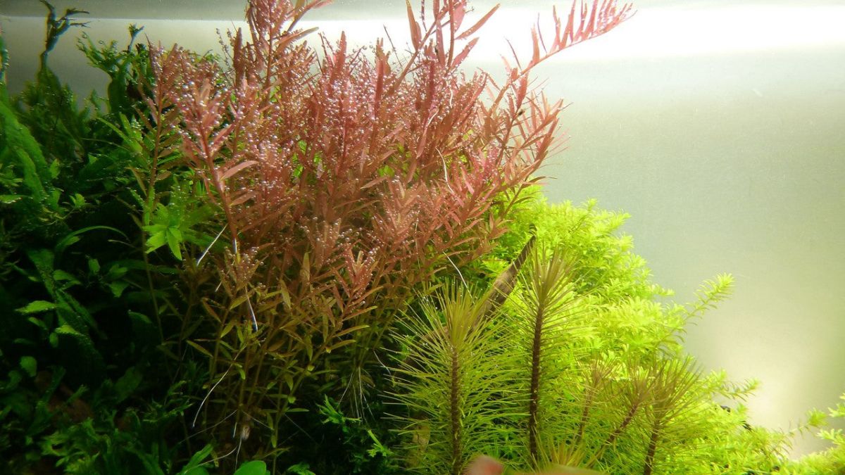 Plantă naturală de acvariu, Tropica, Rotala rotundifolia