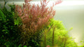 Plantă naturală de acvariu, Tropica, Rotala rotundifolia