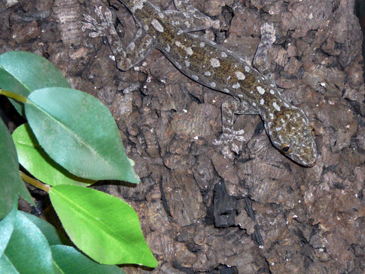 Gekko grossmani (Spotted gecko vietnam)