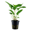 Plantă naturală de acvariu, Tropica, Anubias gracilis