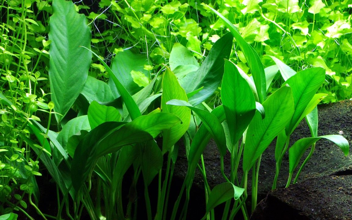 Plantă naturală de acvariu, Tropica, barteri var. glabra (angustifolia)