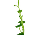 Plantă naturală de acvariu, Tropica, Cardamine lyrata