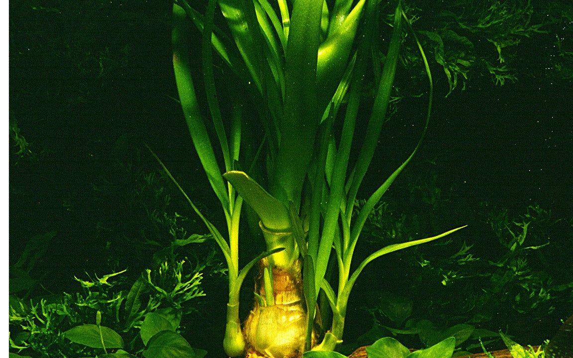 Planta naturala de acvariu, Tropica, Crinum thaianum