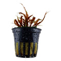 Planta naturala de acvariu, Tropica, Cryptocoryne albida Brown
