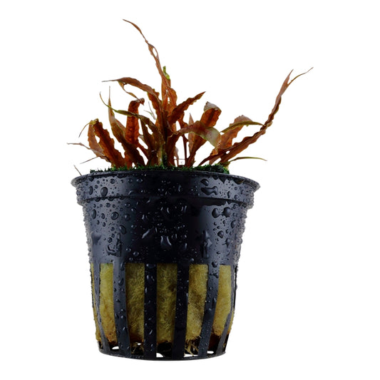 Planta naturala de acvariu, Tropica, Cryptocoryne albida Brown