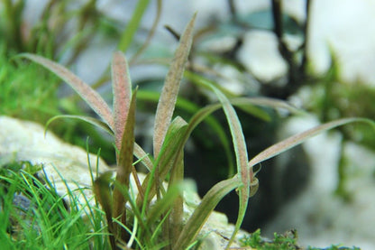 Planta naturala de acvariu, Tropica, Cryptocoryne albida Brown