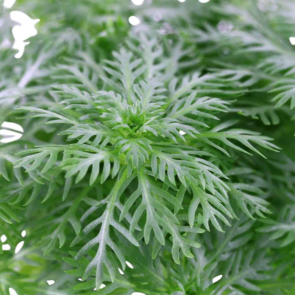 Plantă naturală de acvariu, Tropica, Hottonia Palustris