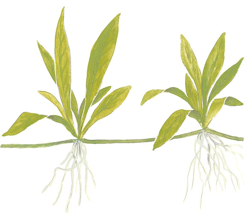 Planta naturala de acvariu, Tropica, Helanthium bolivianum Quadricostatus