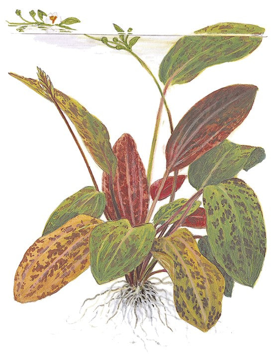 Planta naturala de acvariu, Tropica, Echinodorus Ozelot