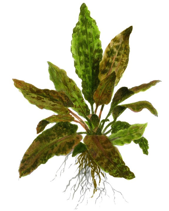 Planta naturala de acvariu, Tropica, Cryptocoryne wendtii Tropica