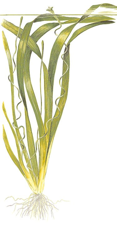 Planta naturala de acvariu, Tropica, Vallisneria americana Gigantea