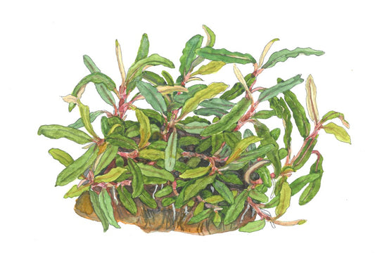 Planta naturala de acvariu, Tropica, Bucephalandra sp. ’Needle Leaf’ 1-2-Grow!, 5 cm