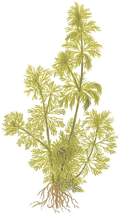Planta naturala de acvariu, Tropica, Limnophila sessiliflora