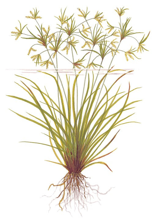 Planta naturala de acvariu, Tropica, Cyperus helferi