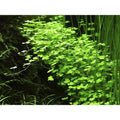 Plantă naturală de acvariu, Tropica, Hydrocotyle tripartita