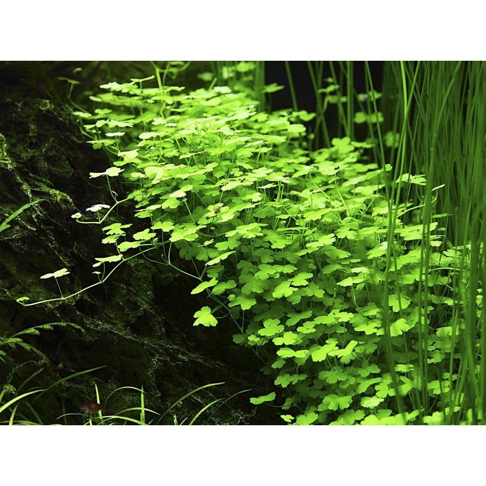 Plantă naturală de acvariu, Tropica, Hydrocotyle tripartita