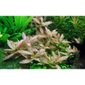 Planta naturala  de acvariu, Tropica, Hygrophila polysperma Rosanervig