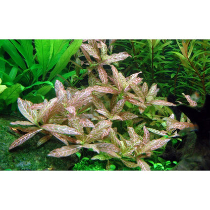 Planta naturala  de acvariu, Tropica, Hygrophila polysperma Rosanervig