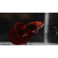 Betta red  crown