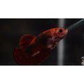 Betta red  crown