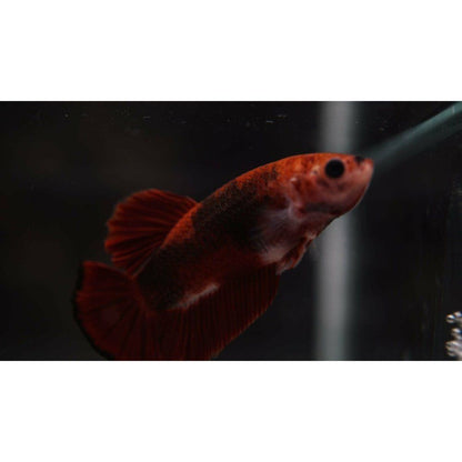 Betta red  crown