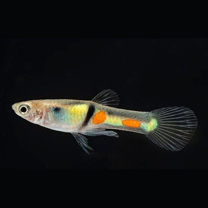 Poecilia endler (guppy)  el tigre 2-3 cm