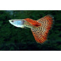 Poecilia reticulata (Guppy Flame)