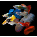 Poecilia reticulata mascul mix (Guppy mix colour)