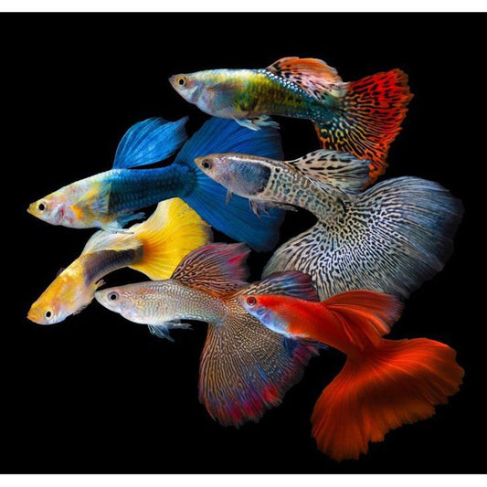 Poecilia reticulata mascul mix (Guppy mix colour)