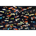 Poecilia reticulata mascul mix (Guppy mix colour)
